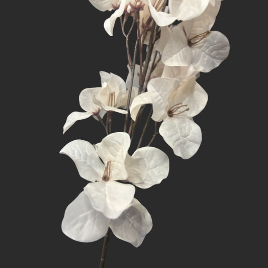 The Bougainvillea
