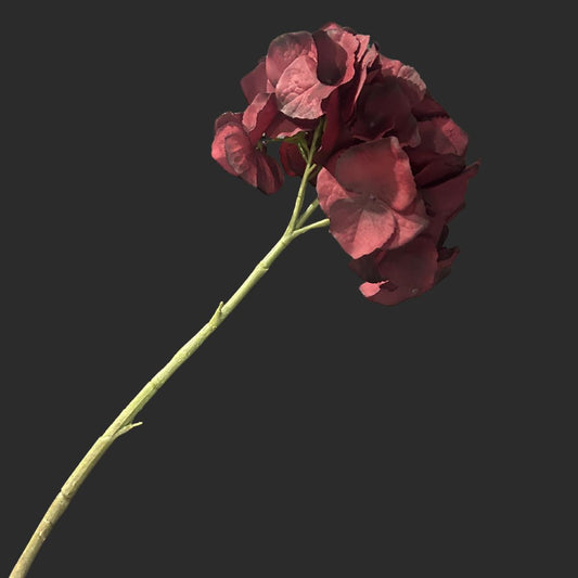 The Burgundy Hydrangea