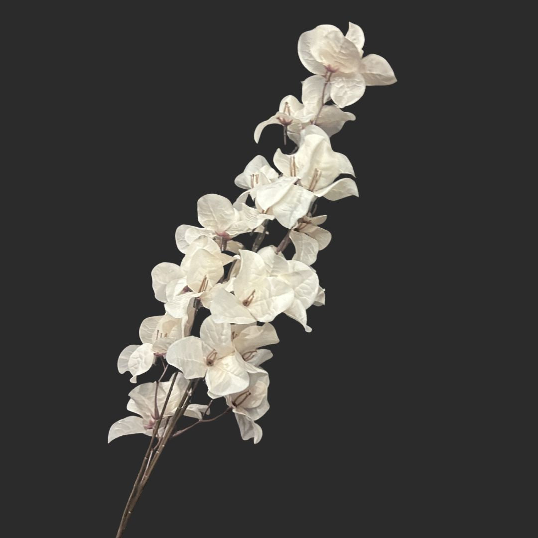 The Bougainvillea