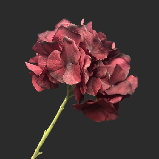 The Burgundy Hydrangea