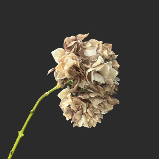 The Coffee Hydrangea