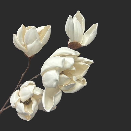 The Japanese Magnolia