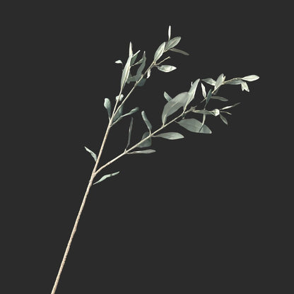 The Olive Leaves
