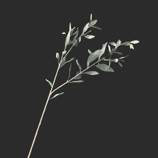 The Olive Leaves