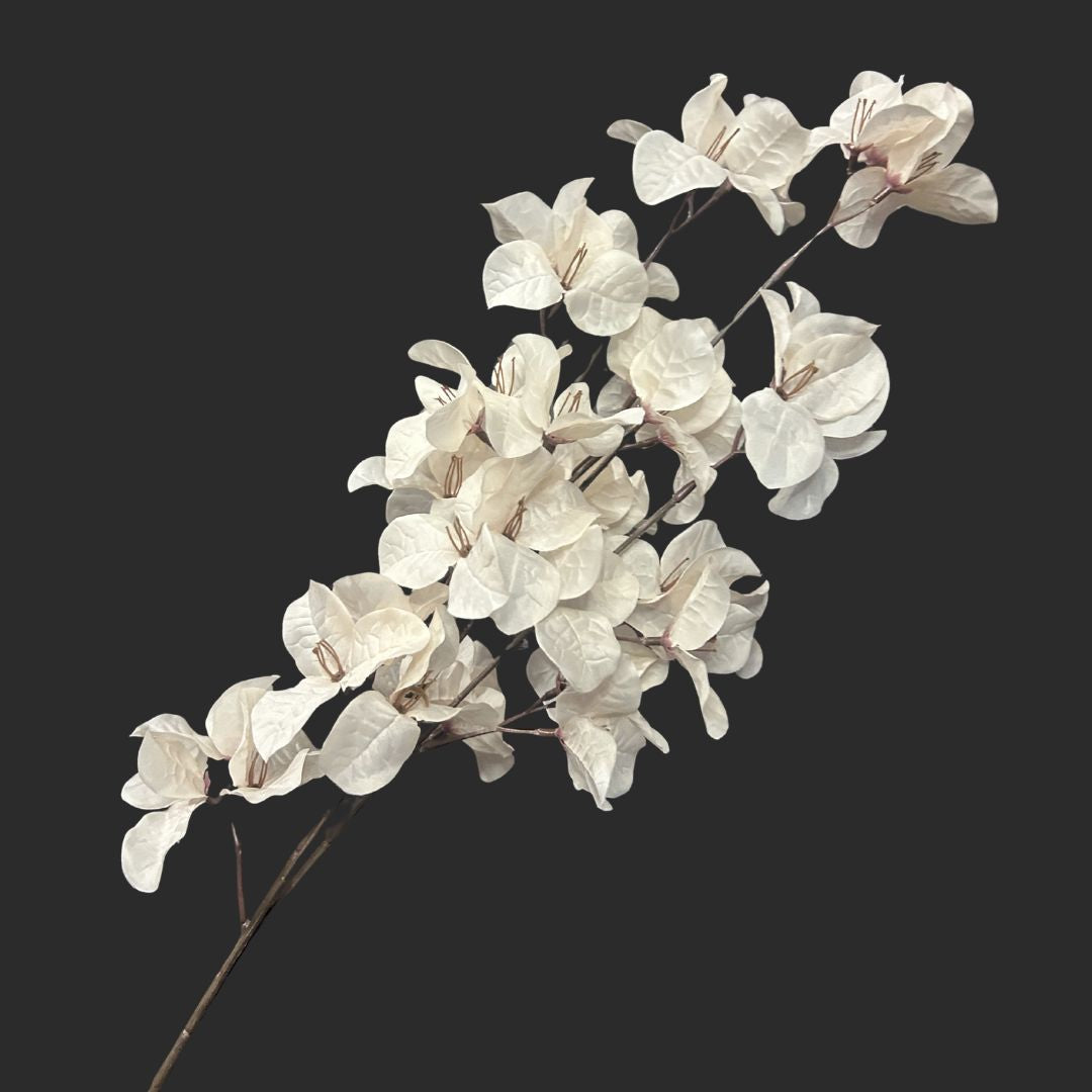 The Bougainvillea