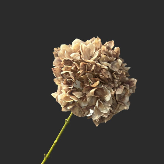 The Coffee Hydrangea