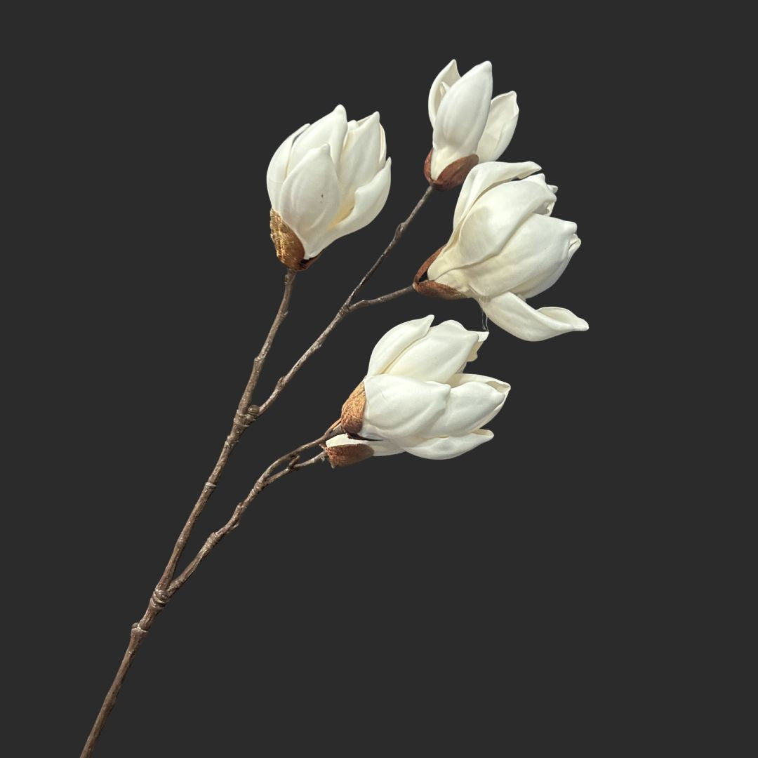 The Japanese Magnolia